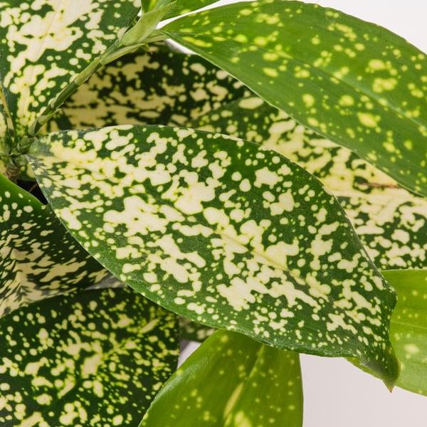 IKEA HIMALAYAMIX Potted Plant Assorted Species Plants Plants With Foliage 4 "