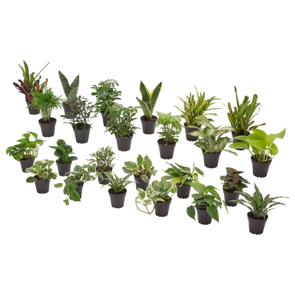 IKEA HIMALAYAMIX Potted plant assorted species plants plants with foliage 4 "