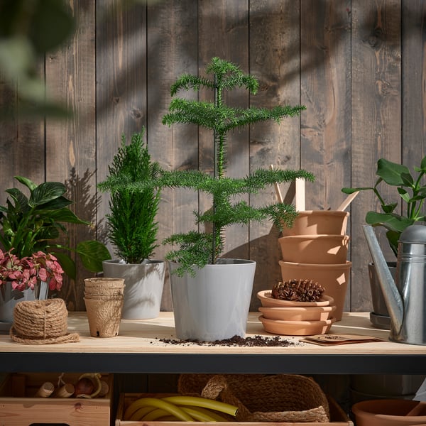 IKEA ARAUCARIA Potted Plant Norfolk Island Pine 6 "