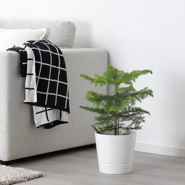 IKEA ARAUCARIA Potted Plant Norfolk Island Pine 6 "