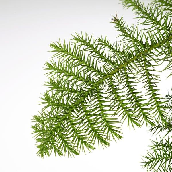 IKEA ARAUCARIA Potted Plant Norfolk Island Pine 6 "