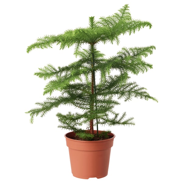 IKEA ARAUCARIA Potted plant Norfolk island pine 6 "