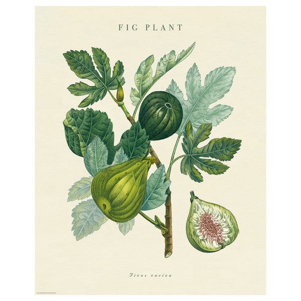 IKEA BILD Poster fig plant 16x20 "