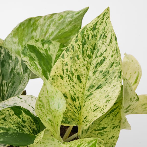 IKEA EPIPREMNUM Potted Plant 6 "