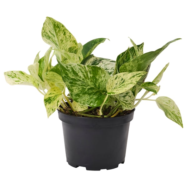IKEA EPIPREMNUM Potted plant 6 "