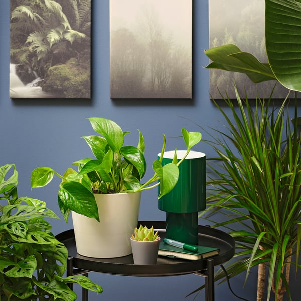 IKEA EPIPREMNUM Potted Plant Golden Pothos 6 "