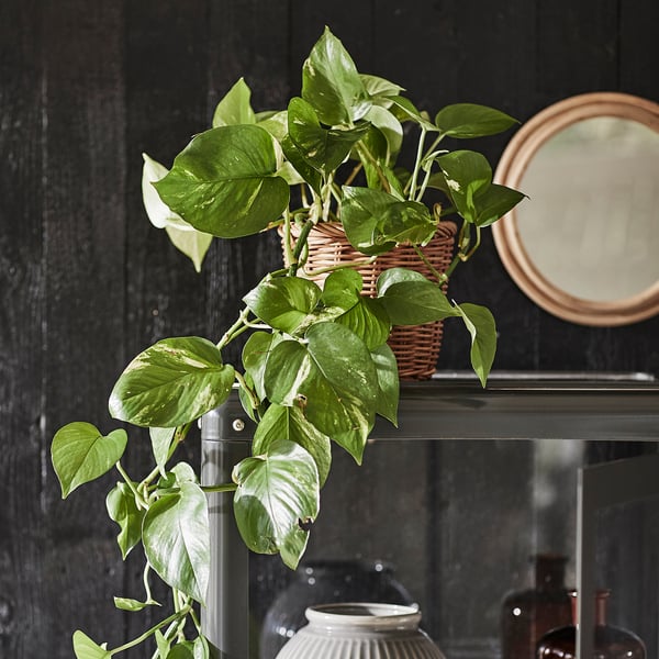 IKEA EPIPREMNUM Potted Plant Golden Pothos 6 "