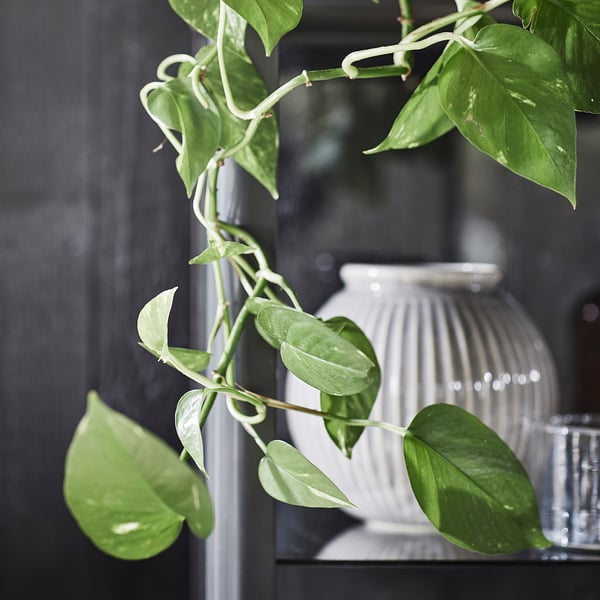 IKEA EPIPREMNUM Potted Plant Golden Pothos 6 "