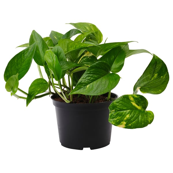 IKEA EPIPREMNUM Potted plant Golden Pothos 6 "