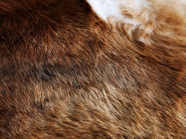 IKEA KOLDBY Cowhide Brown