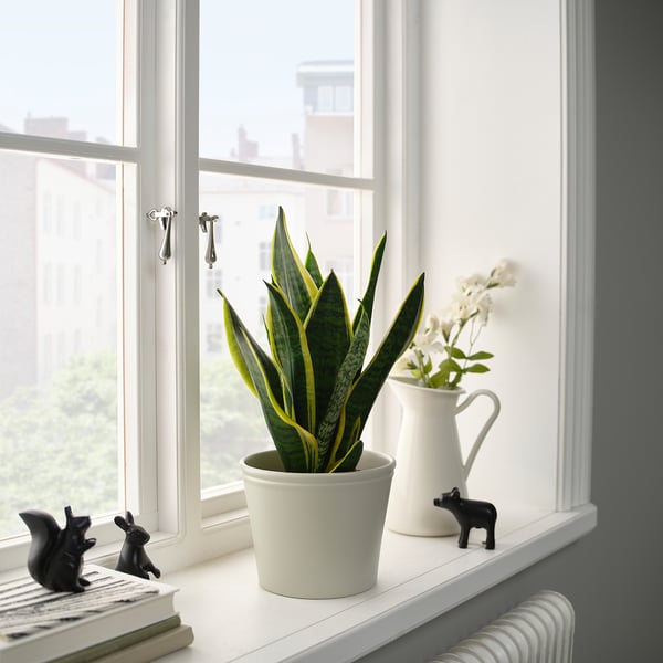 IKEA KÖRSBÄRSBJÖRK Plant Pot Light Grey-beige 6 "