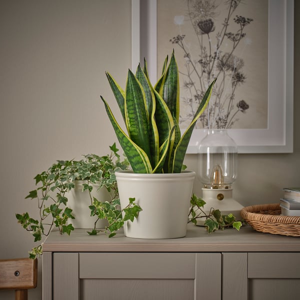 IKEA KÖRSBÄRSBJÖRK Plant Pot Light Grey-beige 6 "