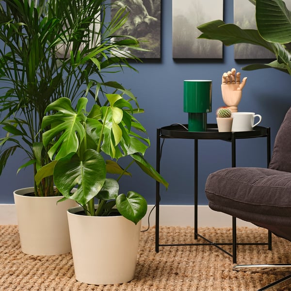 IKEA MONSTERA DELICIOSA Potted Plant 9 ½ "