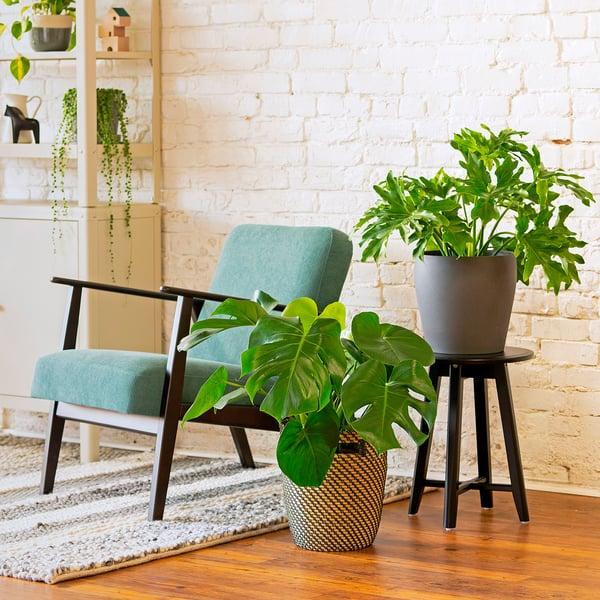 IKEA MONSTERA DELICIOSA Potted Plant 9 ½ "