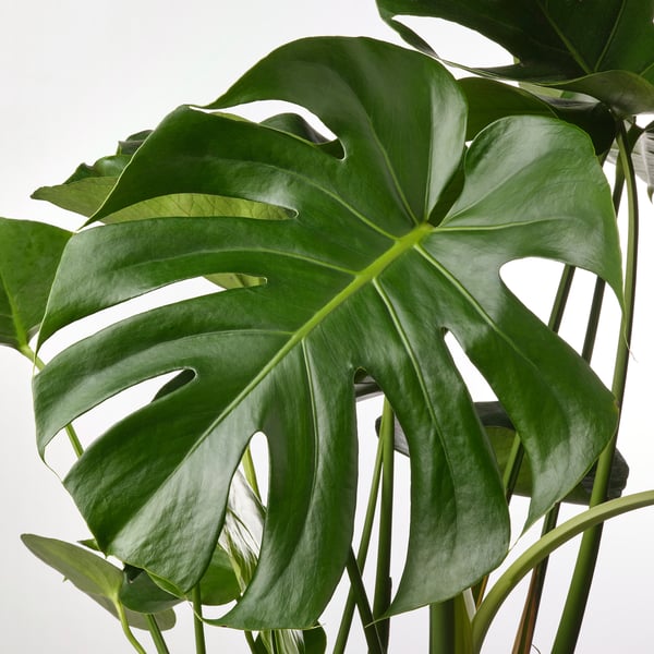 IKEA MONSTERA DELICIOSA Potted Plant 9 ½ "