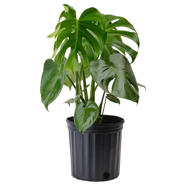 IKEA MONSTERA DELICIOSA Potted plant 9 ½ "