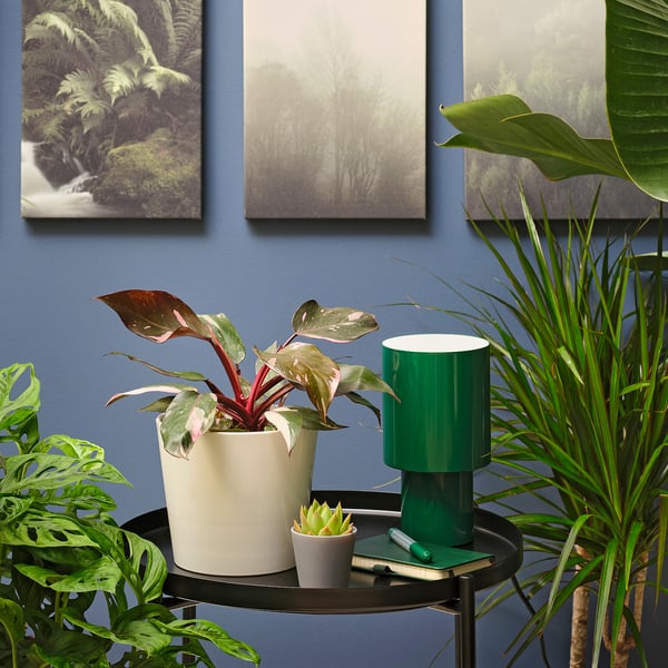 IKEA PHILODENDRON Potted Plant Philodendron Pink 6 "
