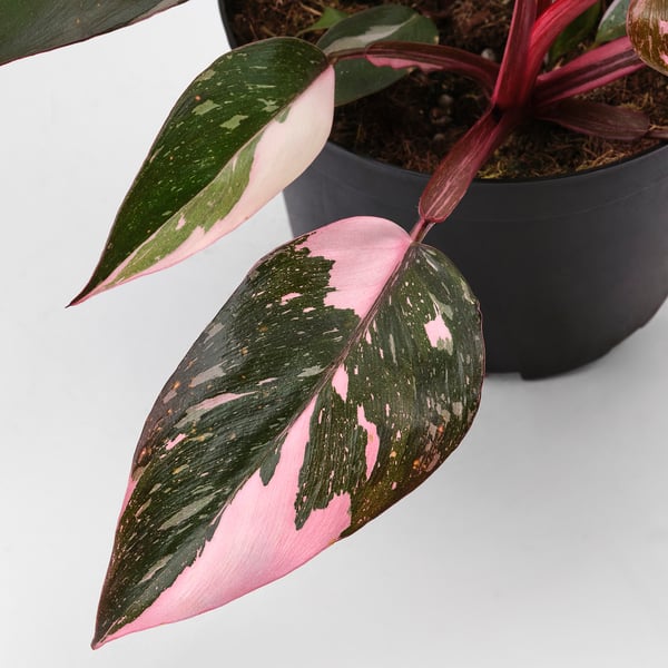 IKEA PHILODENDRON Potted Plant Philodendron Pink 6 "
