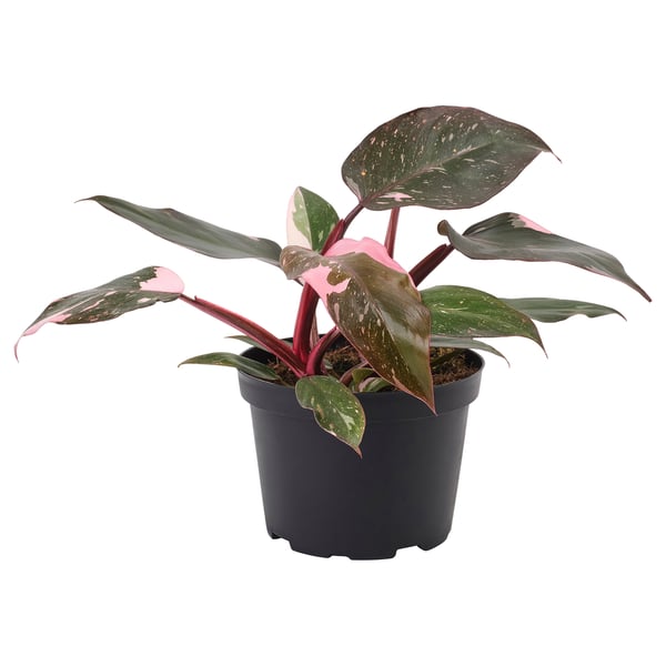 IKEA PHILODENDRON Potted plant Philodendron pink 6 "