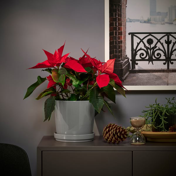 IKEA POINSETTIA Potted Plant Poinsettia 6 "