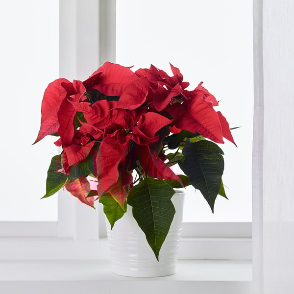 IKEA POINSETTIA Potted Plant Poinsettia 6 "
