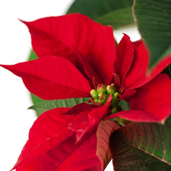 IKEA POINSETTIA Potted Plant Poinsettia 6 "