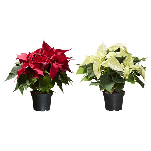 IKEA POINSETTIA Potted plant Poinsettia 6 "