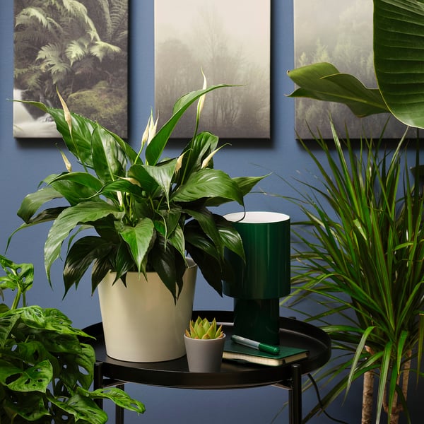 IKEA SPATHIPHYLLUM Potted Plant Peace Lily 6 "