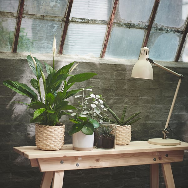 IKEA SPATHIPHYLLUM Potted Plant Peace Lily 6 "