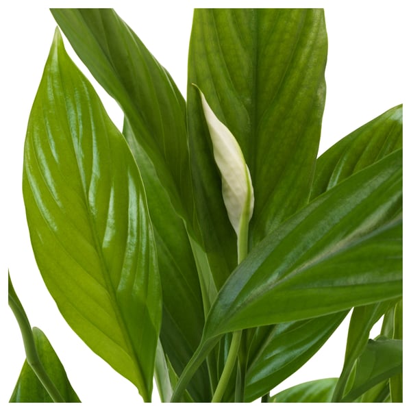 IKEA SPATHIPHYLLUM Potted Plant Peace Lily 6 "