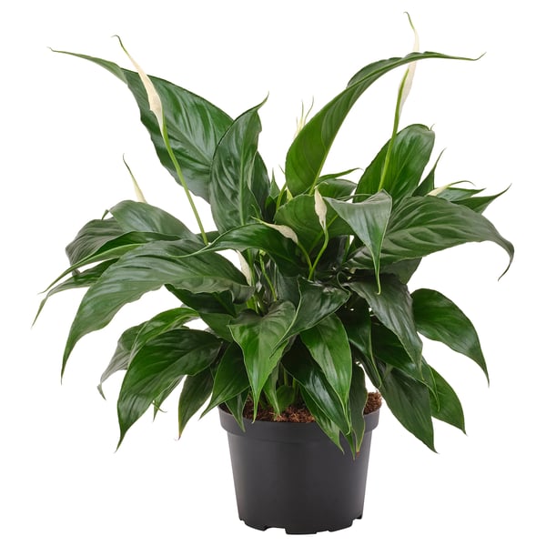 IKEA SPATHIPHYLLUM Potted plant Peace lily 6 "