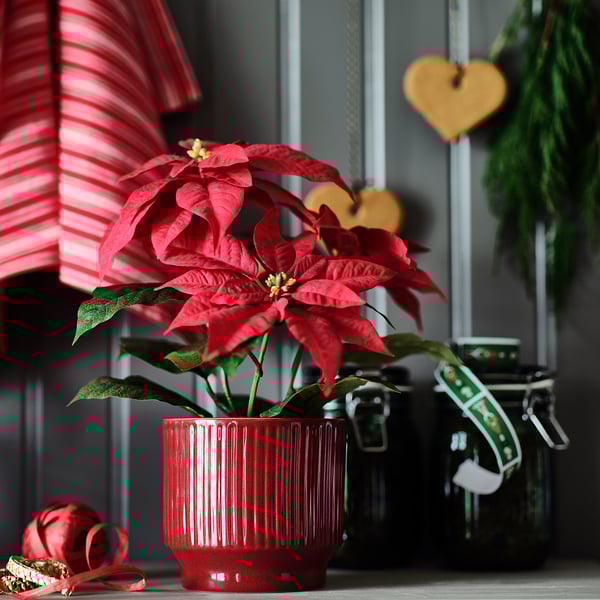 IKEA VINTERFINT Plant Pot Indoor/outdoor/red 4 ¾ "