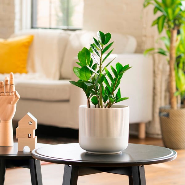 IKEA ZAMIOCULCAS Potted Plant Aroid Palm 6 "