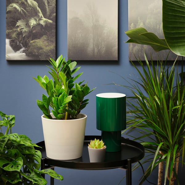 IKEA ZAMIOCULCAS Potted Plant Aroid Palm 6 "