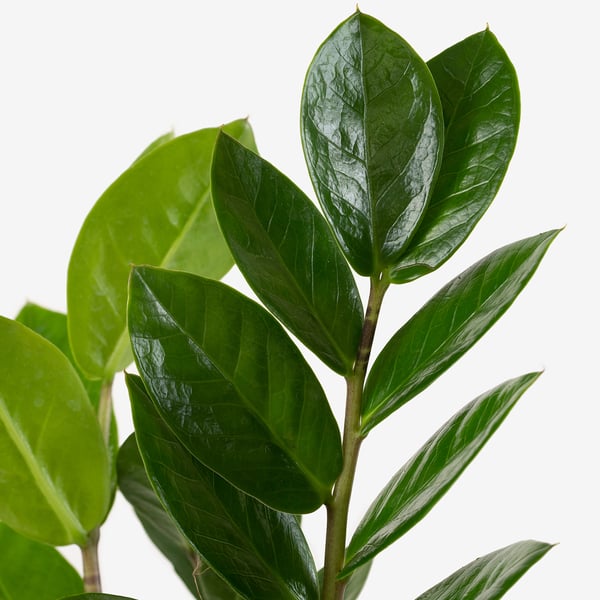 IKEA ZAMIOCULCAS Potted Plant Aroid Palm 6 "