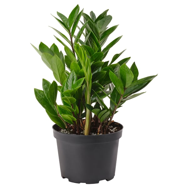 IKEA ZAMIOCULCAS Potted plant Aroid palm 6 "
