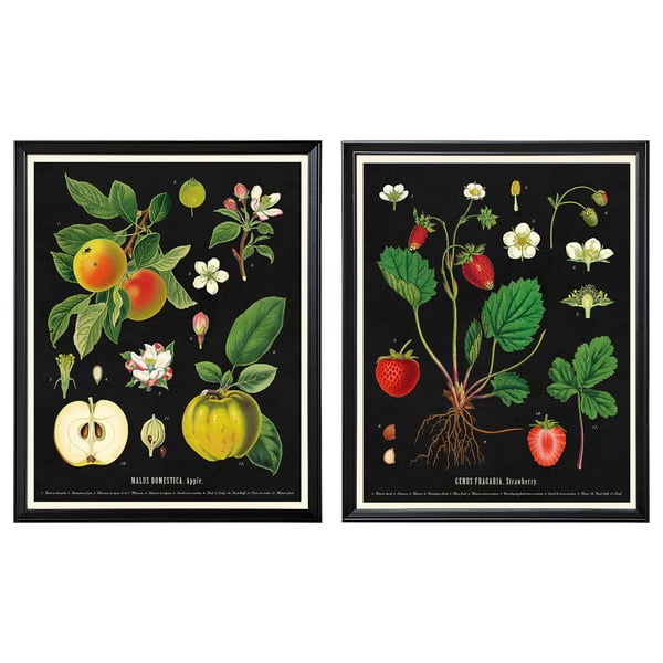 IKEA KNOPPÄNG Frame with poster vintage botanical fruit charts 16 ¼x20 "