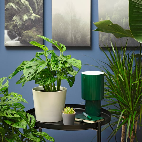 IKEA MONSTERA ADANSONII Potted Plant Adanson's Monstera 6 "