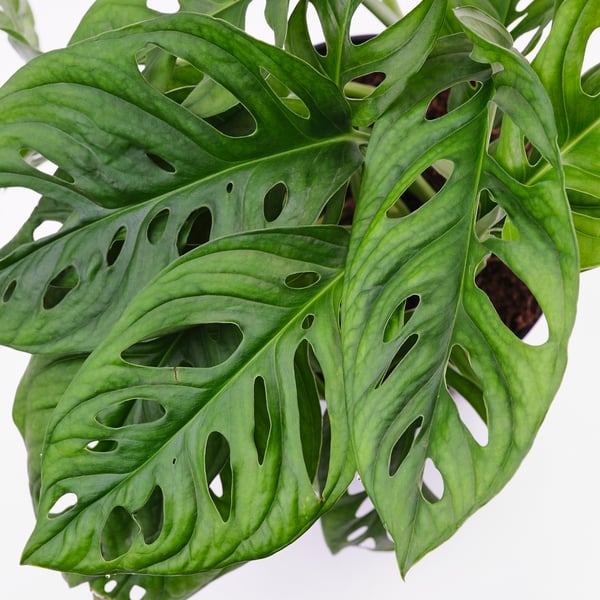 IKEA MONSTERA ADANSONII Potted Plant Adanson's Monstera 6 "