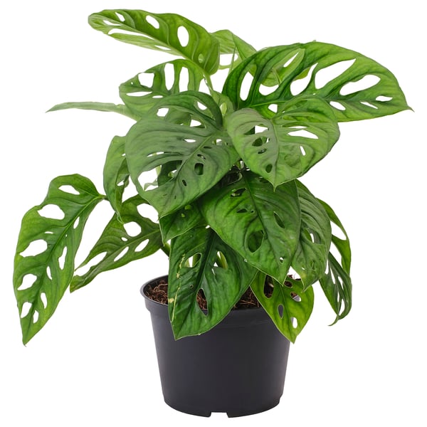 IKEA MONSTERA ADANSONII Potted plant adanson's monstera 6 "