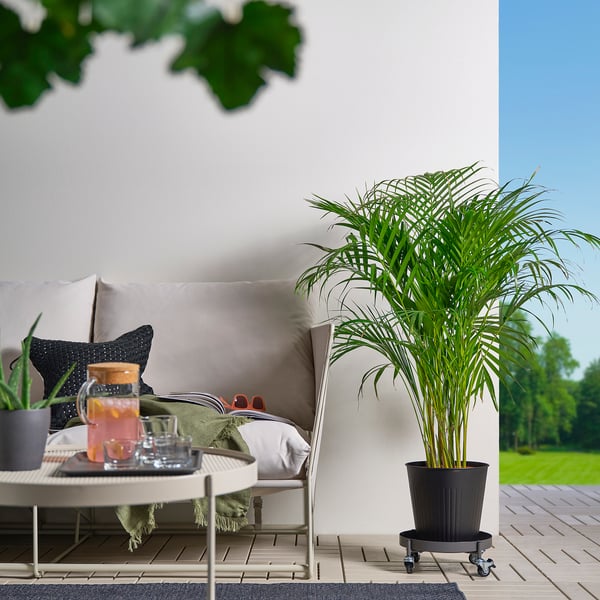 IKEA OLIVBLAD Plant Stand On Wheels Indoor/outdoor Dark Gray 12 ½ "