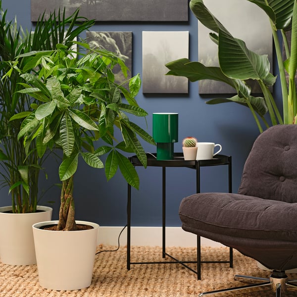IKEA PACHIRA AQUATICA Potted Plant Guinea Chestnut 10 "