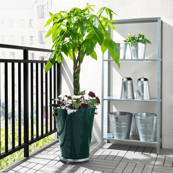 IKEA PACHIRA AQUATICA Potted Plant Guinea Chestnut 10 "