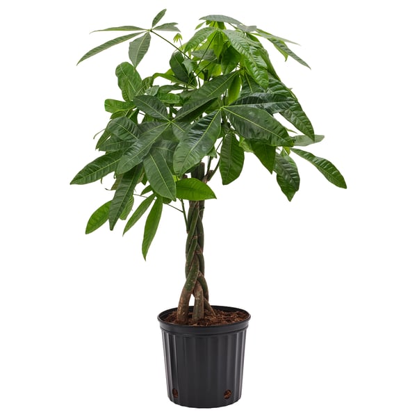 IKEA PACHIRA AQUATICA Potted plant Guinea chestnut 10 "