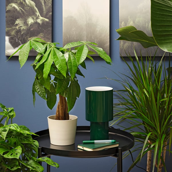 IKEA PACHIRA AQUATICA Potted Plant Guinea Chestnut 4 "