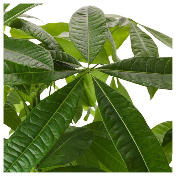 IKEA PACHIRA AQUATICA Potted Plant Guinea Chestnut 4 "