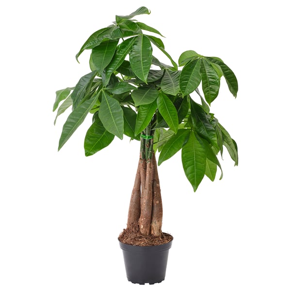 IKEA PACHIRA AQUATICA Potted plant Guinea chestnut 4 "