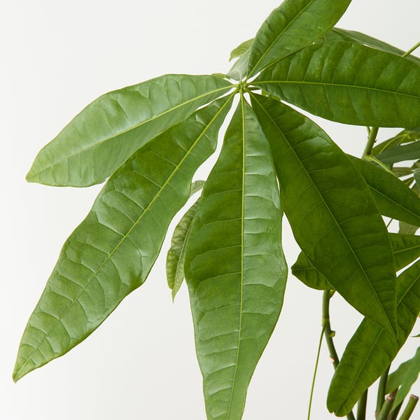 IKEA PACHIRA AQUATICA Potted Plant Guinea Chestnut 5 "