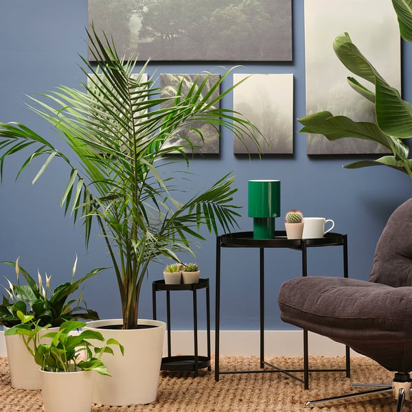 IKEA PALMMIX Potted Plant Assorted Species Plants 9 ½ "