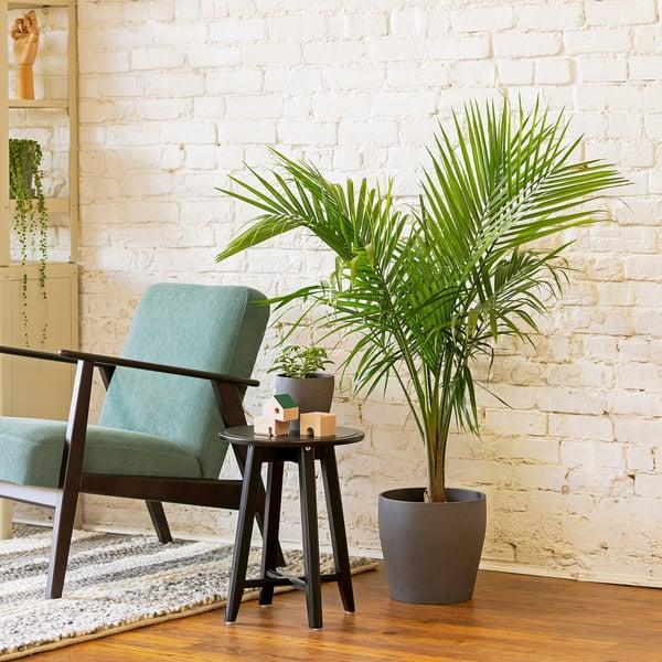 IKEA PALMMIX Potted Plant Assorted Species Plants 9 ½ "